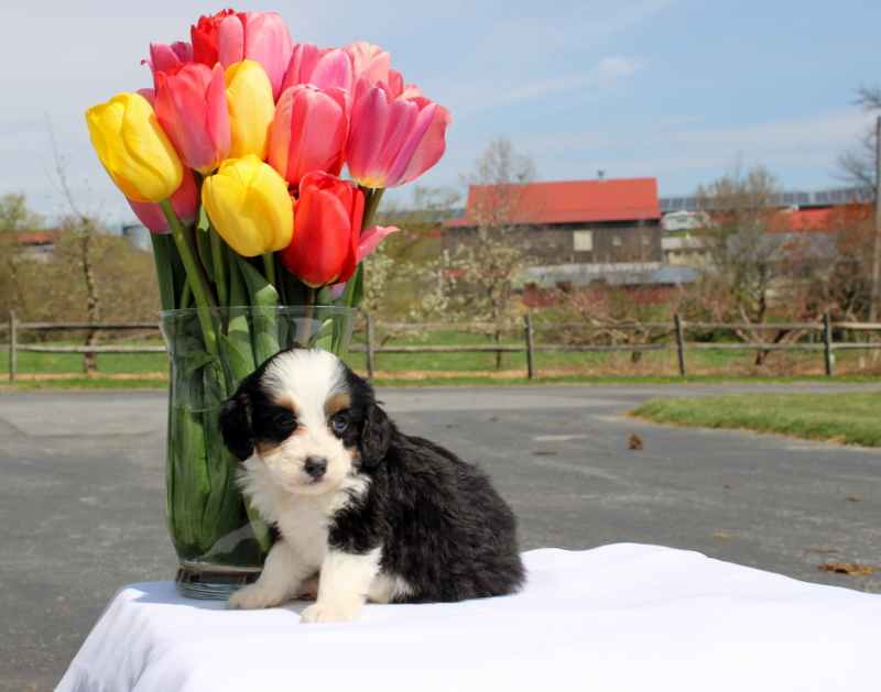 puppy, for, sale, Mini Bernedoodle F2, Matthew B. Stoltzfus, dog, breeder, Gap, PA, dog-breeder, puppy-for-sale, forsale, nearby, find, puppyfind, locator, puppylocator, aca